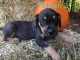 Catahoula Leopard Puppies for sale in Lyman, SC, USA. price: $300