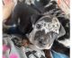 Catahoula Leopard Puppies for sale in Eddyville, IA, USA. price: NA