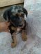 Catahoula Leopard Puppies for sale in Sierra Blanca, TX 79851, USA. price: NA