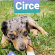 Catahoula Leopard Puppies for sale in Rockville, MD, USA. price: NA
