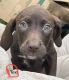 Catahoula Leopard Puppies for sale in Atco, NJ 08004, USA. price: $400