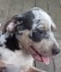 Catahoula Leopard Puppies for sale in Arcadia, FL 34266, USA. price: $500