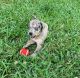Catahoula Leopard Puppies for sale in San Francisco, CA, USA. price: NA