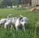 Catahoula Leopard Puppies for sale in San Francisco, CA, USA. price: NA