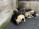 Catahoula Leopard Puppies for sale in Holly Springs, NC, USA. price: $300