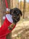 Catahoula Leopard Puppies for sale in Thomasville, NC 27360, USA. price: $1,000