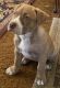 Catahoula Leopard Puppies for sale in Riverside, CA 92505, USA. price: NA