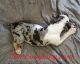 Catahoula Leopard Puppies for sale in Cumby, TX 75433, USA. price: $100