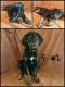 Catahoula Leopard Puppies for sale in Colville, WA 99114, USA. price: NA