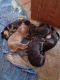 Catahoula Leopard Puppies for sale in Durango, CO, USA. price: NA
