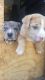 Catahoula Leopard Puppies for sale in Zephyrhills, FL, USA. price: $200