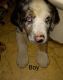 Catahoula Leopard Puppies for sale in Jacksonville, NC, USA. price: $150