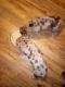 Catahoula Leopard Puppies for sale in Fairland, OK 74343, USA. price: $1,500