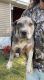 Catahoula Leopard Puppies for sale in Sanford, NC, USA. price: $500