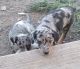 Catahoula Leopard Puppies for sale in McDermitt, NV 89421, USA. price: $500