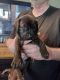 Catahoula Leopard Puppies for sale in Chetek, WI 54728, USA. price: $60,000
