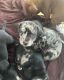 Catahoula Leopard Puppies for sale in Concord, NC, USA. price: $400