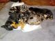 Catahoula Leopard Puppies for sale in Augusta, GA, USA. price: $150