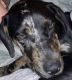 Catahoula Leopard Puppies for sale in Mill Spring, NC 28756, USA. price: NA