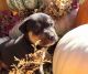 Catahoula Leopard Puppies for sale in Bonney Lake, WA 98391, USA. price: $1,200