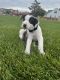 Catahoula Leopard Puppies for sale in Rexburg, ID, USA. price: NA