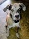 Catahoula Leopard Puppies for sale in Sanford, NC, USA. price: NA