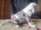 Catahoula Leopard Puppies for sale in Chili, WI 54420, USA. price: NA