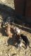 Catahoula Leopard Puppies for sale in Milo, MO 64767, USA. price: NA