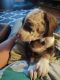Catahoula Leopard Puppies for sale in Madison, SD 57042, USA. price: $400