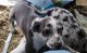 Catahoula Leopard Puppies