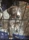 Catahoula Leopard Puppies for sale in Central, IN 47112, USA. price: NA