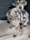 Catahoula Leopard Puppies