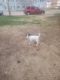 Catahoula Leopard Puppies for sale in Clearfield, UT, USA. price: NA