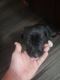 Catahoula Leopard Puppies for sale in Kerrville, TX 78028, USA. price: $200