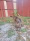Catahoula Leopard Puppies for sale in Winter Haven, FL, USA. price: $200