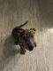Catahoula Leopard Puppies for sale in Davenport, FL, USA. price: NA