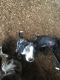 Catahoula Leopard Puppies for sale in Braselton, GA, USA. price: NA