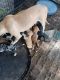 Catahoula Leopard Puppies for sale in Terrell, TX, USA. price: NA