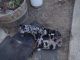 Catahoula Leopard Puppies for sale in Oakville, WA 98568, USA. price: $400