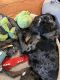 Catahoula Leopard Puppies for sale in Lowell, Massachusetts. price: $300