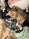 Catahoula Leopard Puppies for sale in North Myrtle Beach, South Carolina. price: $200
