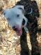 Catahoula Leopard Puppies for sale in Sweetwater, TN 37874, USA. price: NA