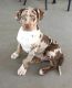 Catahoula Leopard Puppies for sale in San Diego, CA, USA. price: NA