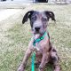 Catahoula Leopard Puppies for sale in Fort Wayne, IN 46809, USA. price: $300