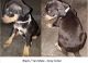Catahoula Leopard Puppies for sale in Huntington, TX 75949, USA. price: NA
