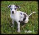 Catahoula Leopard Puppies for sale in Groveton, TX 75845, USA. price: NA