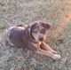 Catahoula Leopard Puppies for sale in Antlers, OK 74523, USA. price: NA