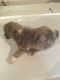 Catahoula Leopard Puppies for sale in Lampe, MO 65681, USA. price: $700