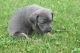 Catahoula Leopard Puppies for sale in Milan, IL, USA. price: NA