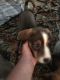 Catahoula Leopard Puppies for sale in Houston, TX, USA. price: NA